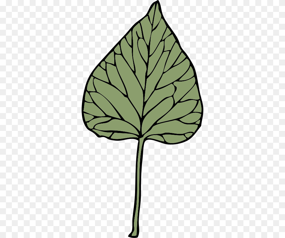 Clipart Ivy Leaf Johnny Automatic, Plant, Person, Tree Png