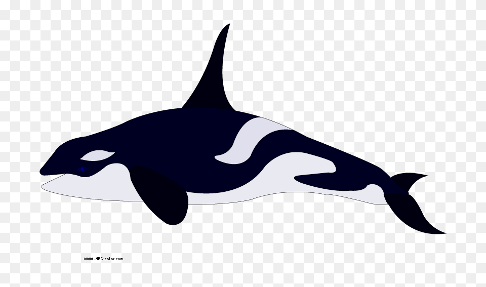 Clipart Killer Whale, Animal, Sea Life, Mammal, Orca Free Transparent Png