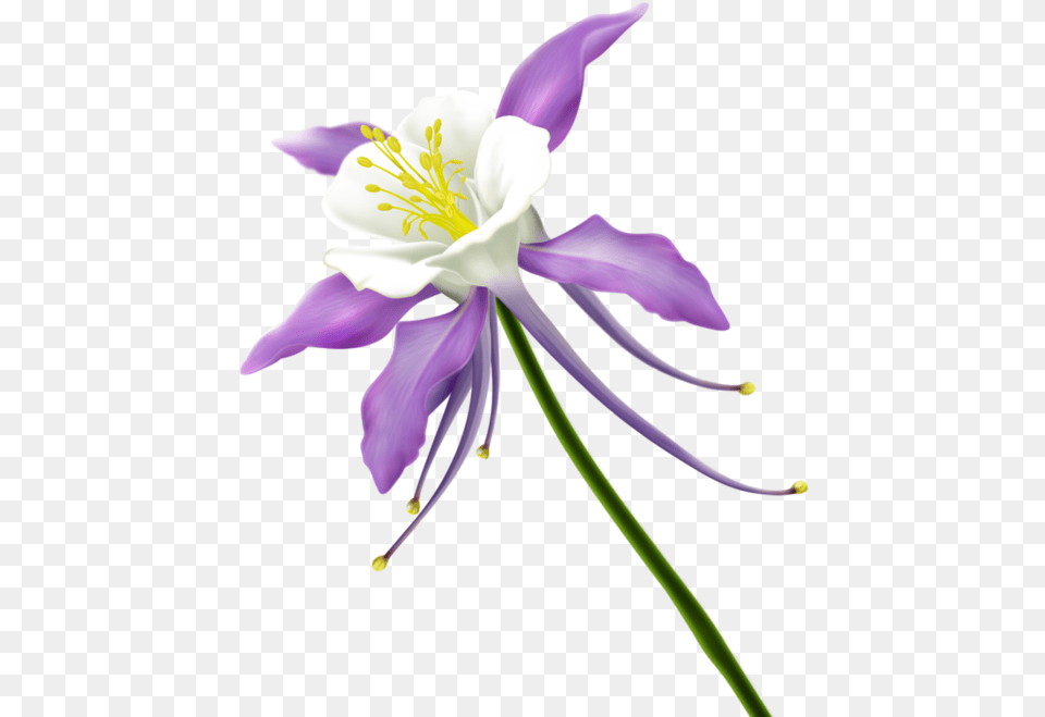 Clipart Kwiaty Clipart Columbine, Anther, Flower, Plant, Pollen Png Image