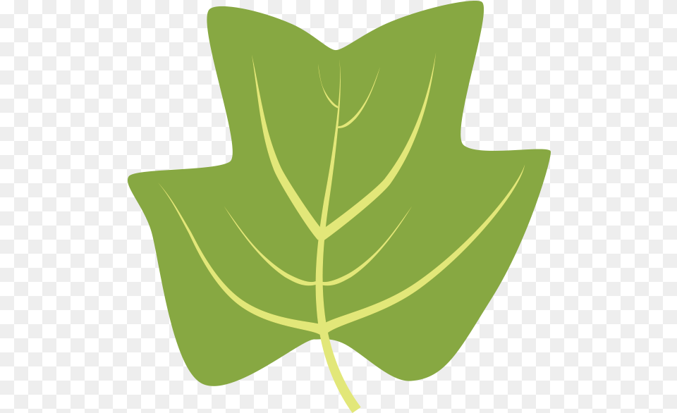 Clipart Leaf Hickory Tulip Tree Leaf Clipart, Oak, Plant, Sycamore Free Transparent Png