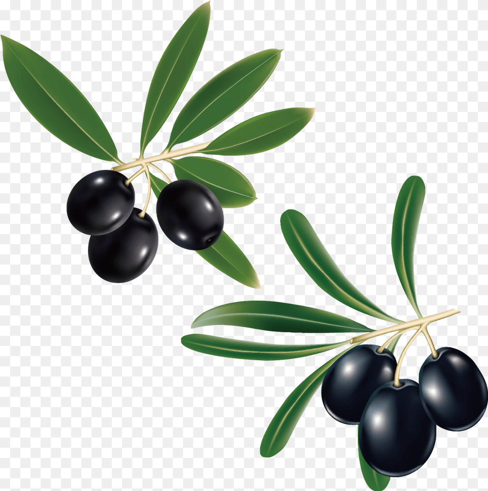 Clipart Leaf Olive Tree Transparent Clipart Olive Branch Transparent Background, Berry, Blueberry, Food, Fruit Png Image