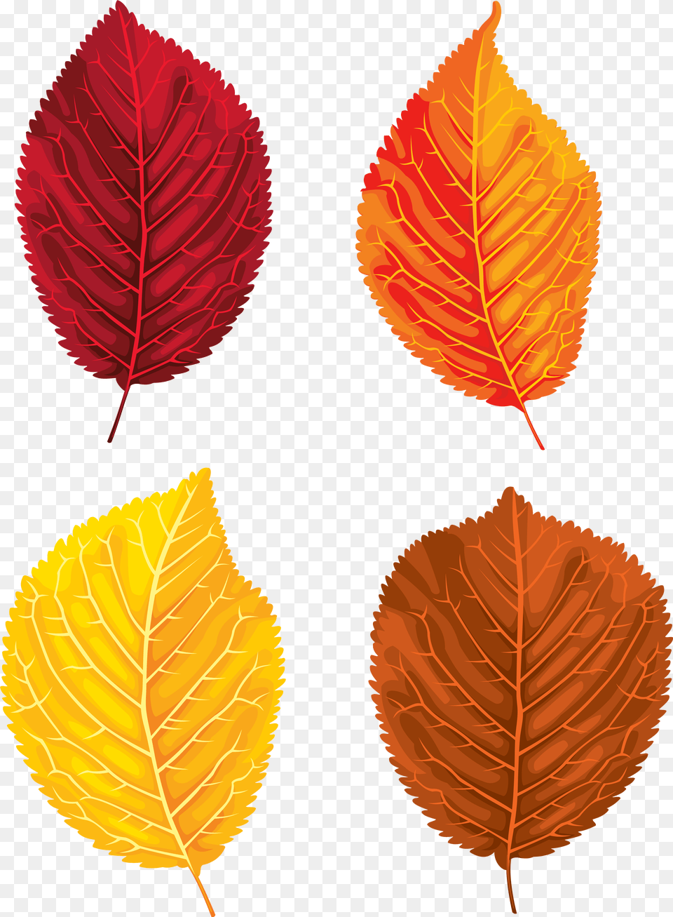 Clipart Leaf Yellow Birch Portable Network Graphics, Plant Free Png Download