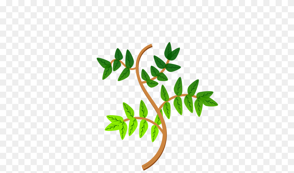 Clipart Leaves And Branches, Herbal, Herbs, Leaf, Plant Png
