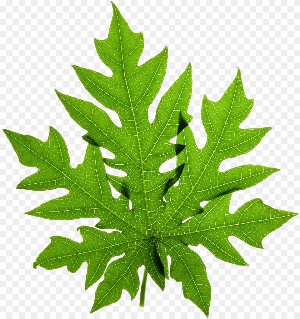Clipart Leaves Green Tea Leaf Canabis Sativa, Plant, Tree Png