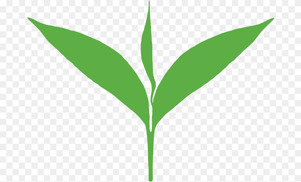 Clipart Leaves Green Tea Leaf Tea Leaf Clipart, Plant, Herbal, Herbs, Annonaceae Png Image