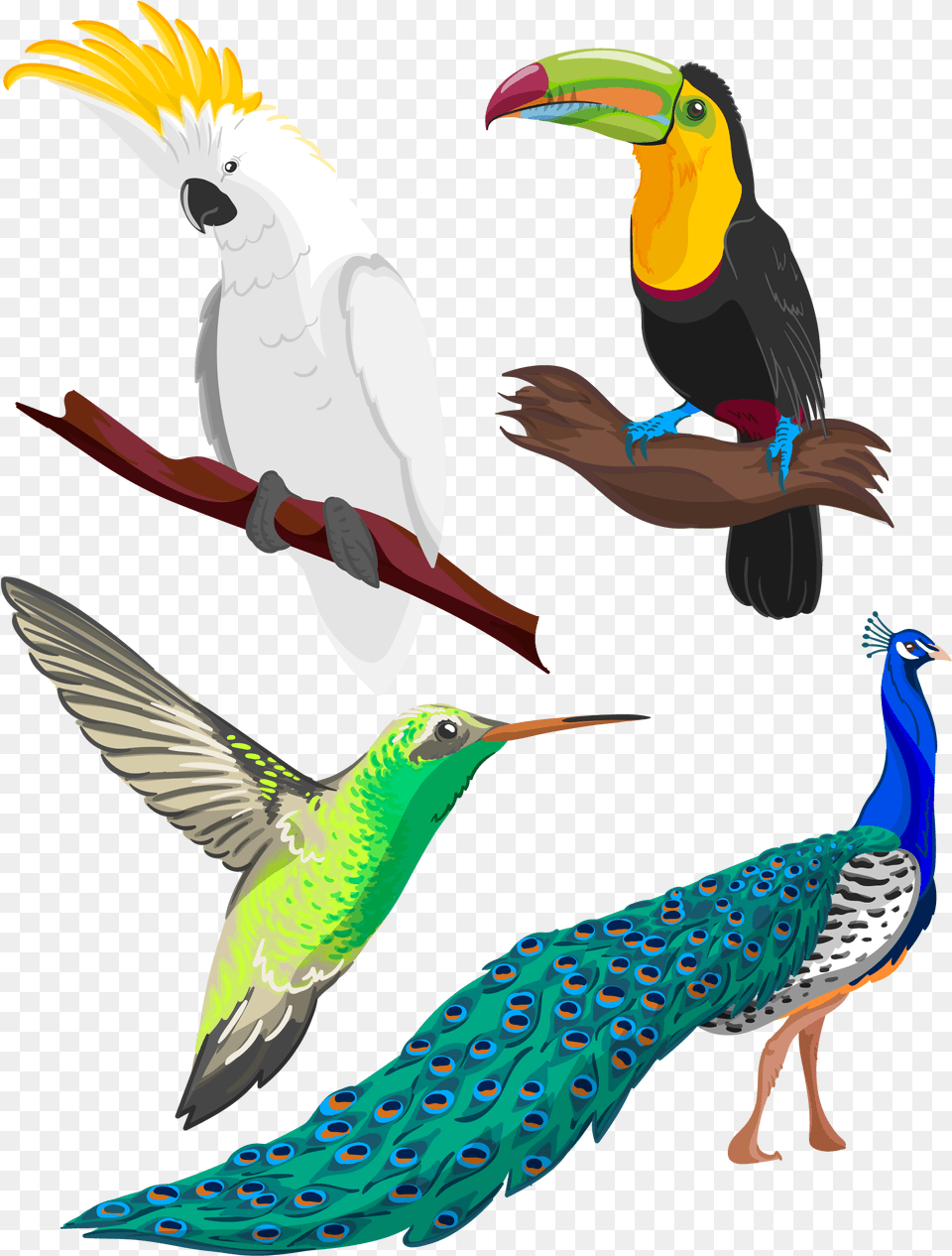 Clipart Library Birb Drawing Pencil Tropical Bird Clipart, Animal, Beak Png Image