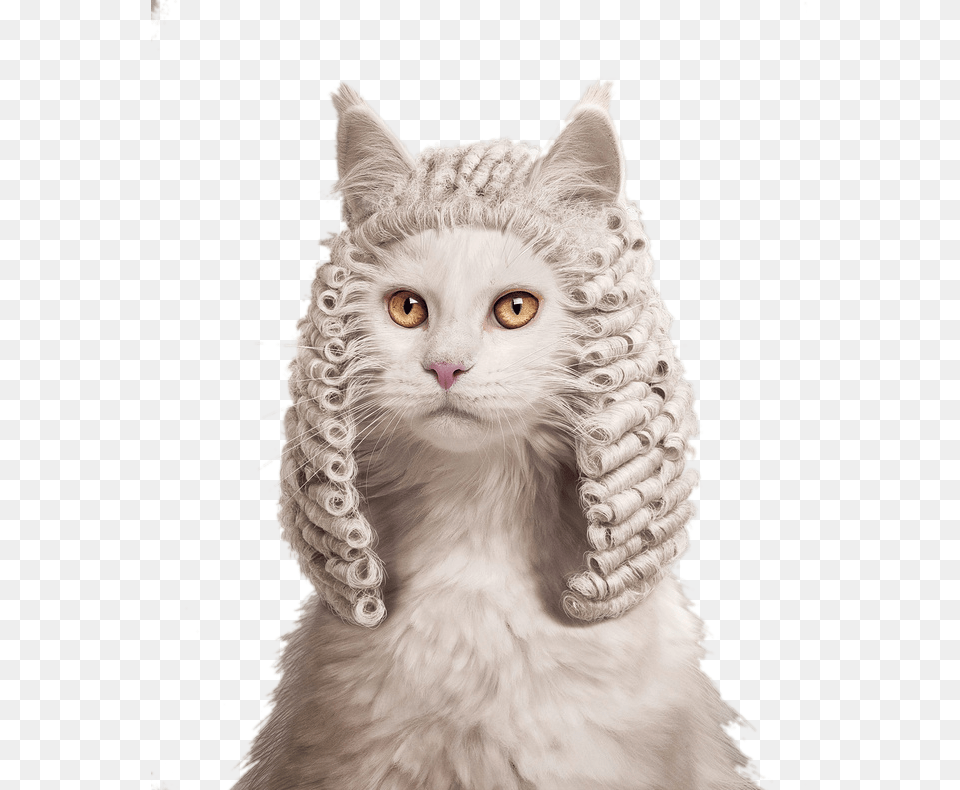 Clipart Library Kitten Cat Judge Ruf Animal Judge, Mammal, Pet, Art, Angora Free Png