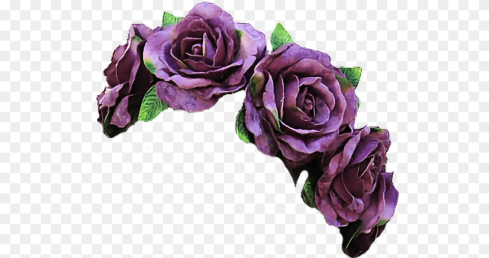 Clipart Library Vine Flowers Flowercrown Purple Flower Crown, Plant, Rose, Flower Arrangement, Flower Bouquet Free Png Download