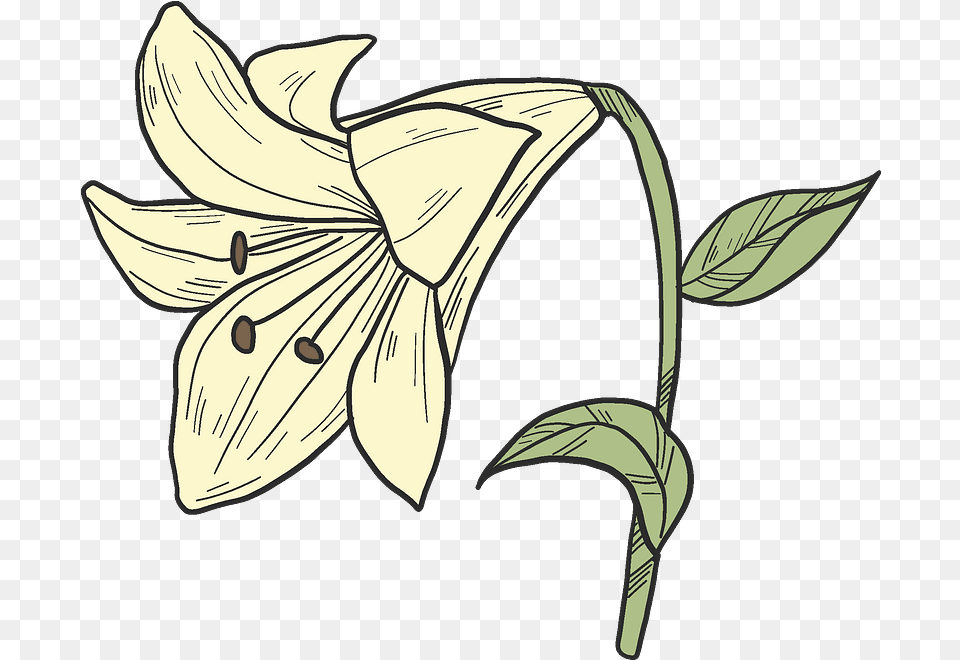 Clipart Lily, Flower, Plant, Animal, Fish Png Image