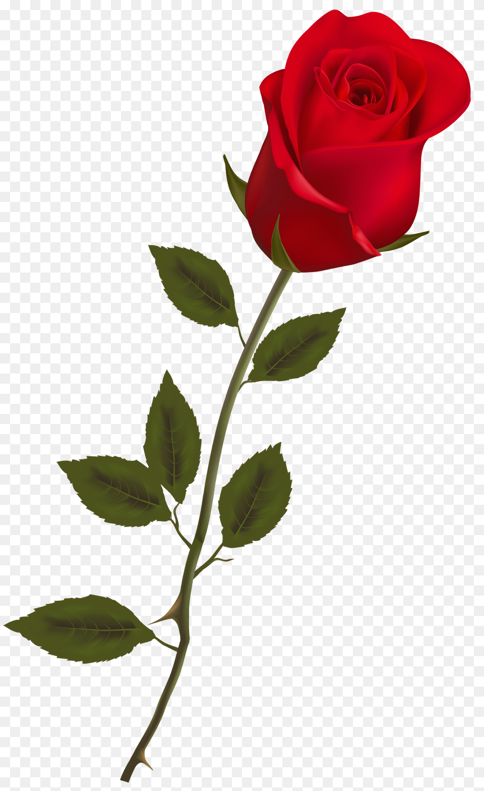 Clipart Long Rose Stem, Flower, Plant, Person Free Transparent Png