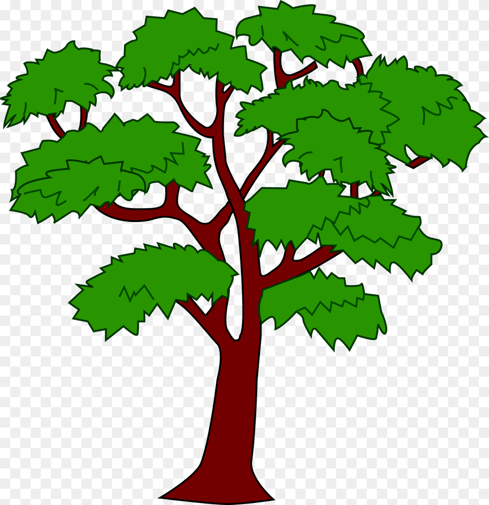 Clipart Mahogany Tree Mahogany Tree Of Belize, Plant, Green, Oak, Sycamore Png Image