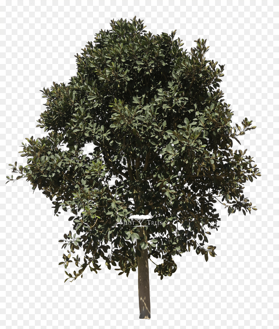 Clipart Mango Tree Baum Auf Weiem Hintergrund Png