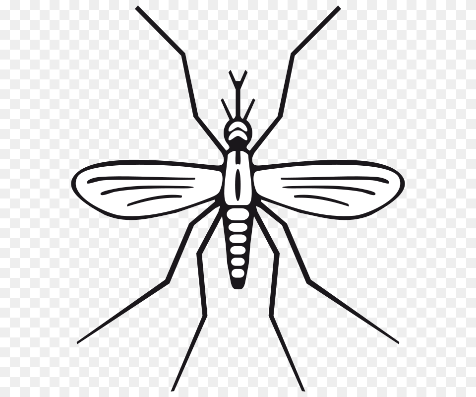 Clipart Mosquito Rewarriner, Animal, Insect, Invertebrate Png