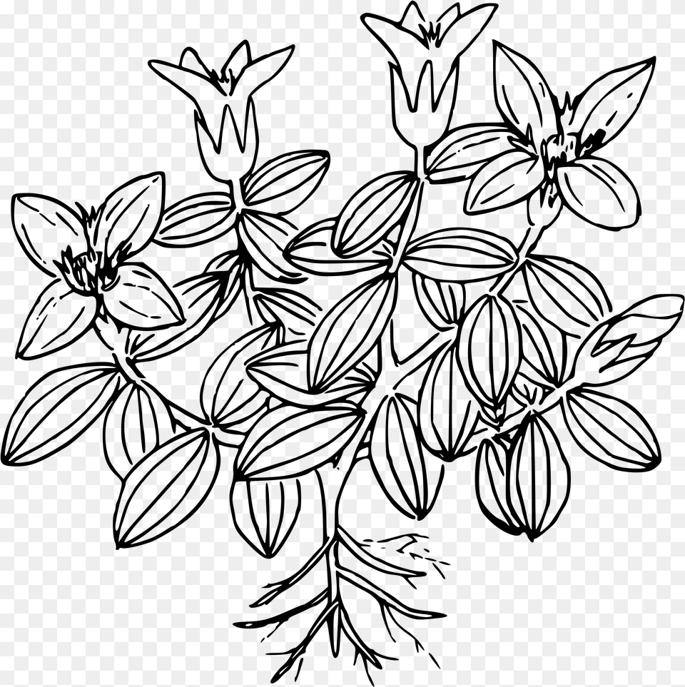 Clipart Moss Plant Colouring Pages, Gray Png Image