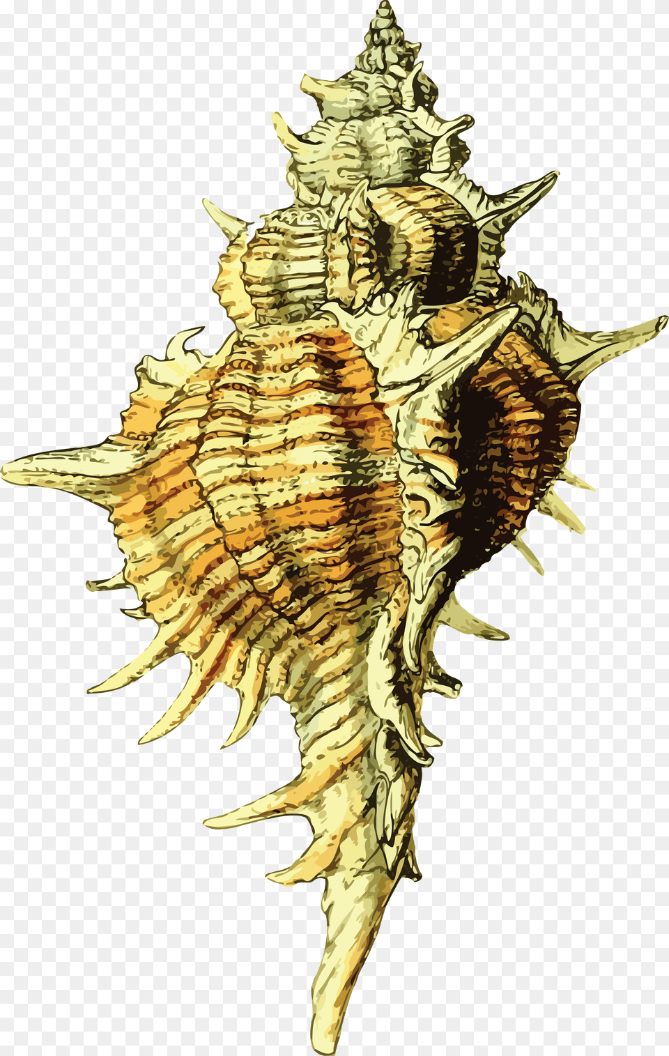 Clipart Of A Conch Sea Shell Seashell, Animal, Invertebrate, Sea Life, Person Free Png Download
