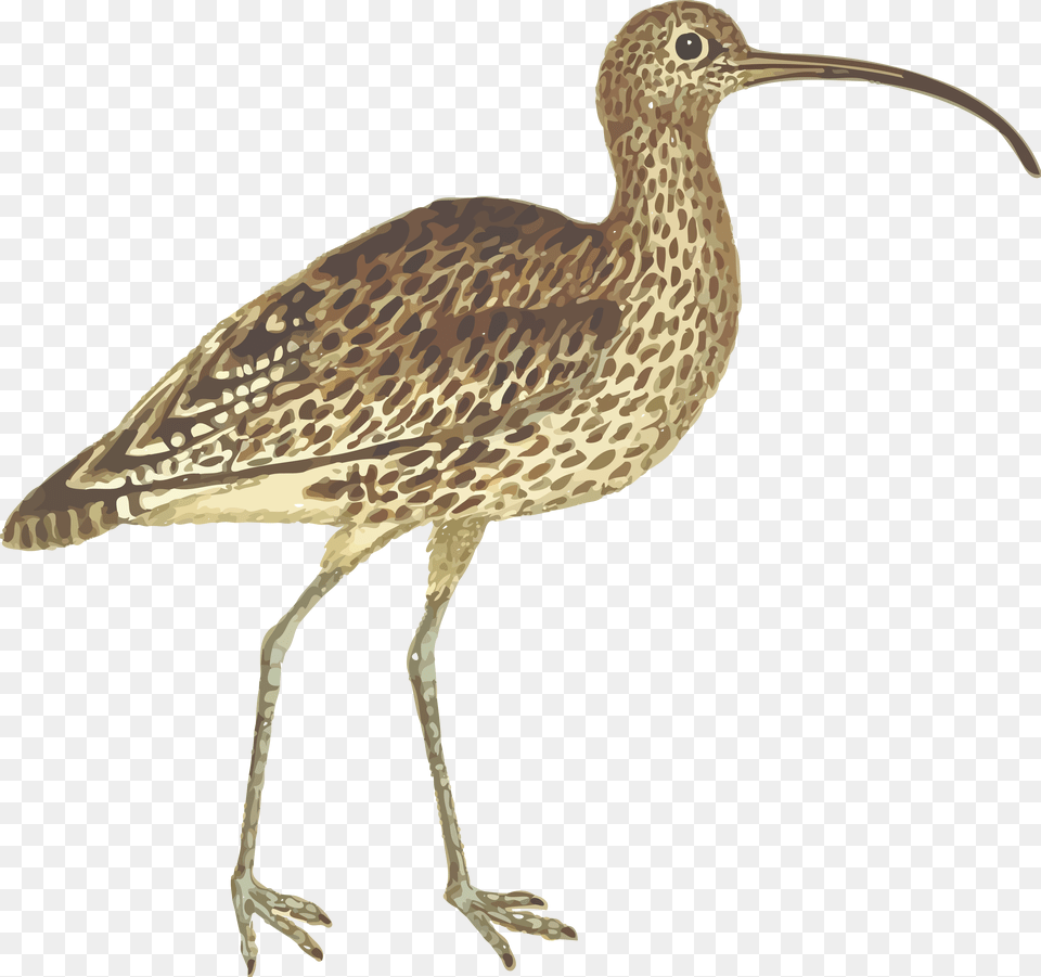 Clipart Of A Curlew Bird Long Billed Curlew, Animal, Beak, Waterfowl Png Image