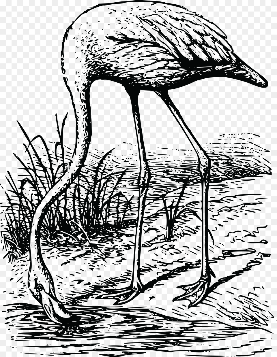 Clipart Of A Flamingo Shorebird, Art, Drawing, Animal, Bird Png Image