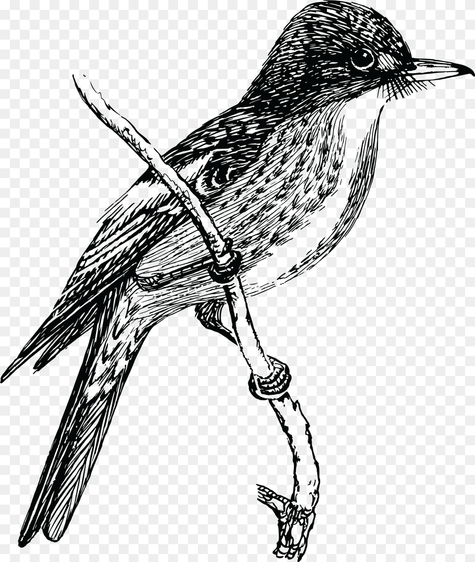 Clipart Of A Flycatcher Bird Flycatcher Beak Line Art, Animal, Blackbird, Silhouette Free Transparent Png