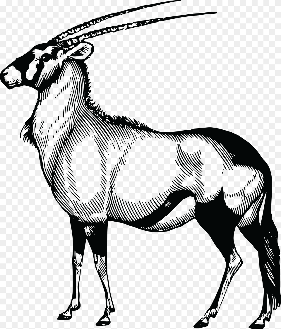 Clipart Of A Gazelle, Animal, Wildlife, Mammal, Antelope Free Png