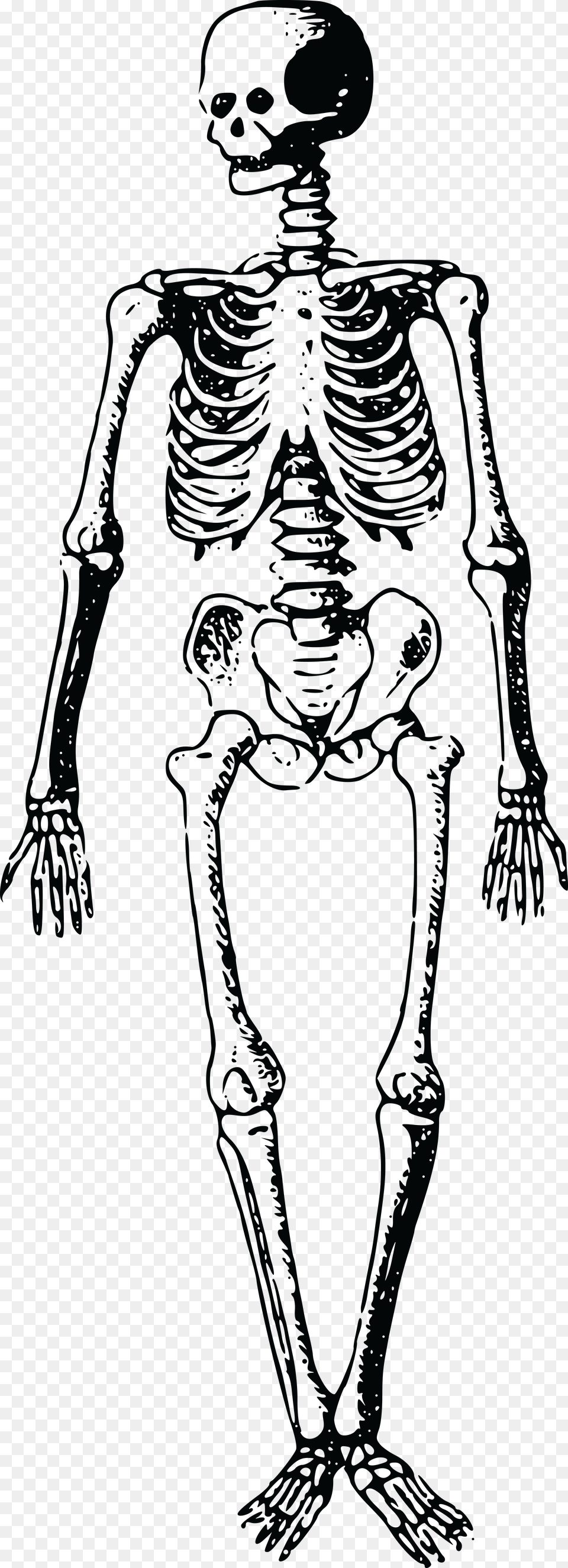 Clipart Of A Skeleton Clip Art Skeleton Png