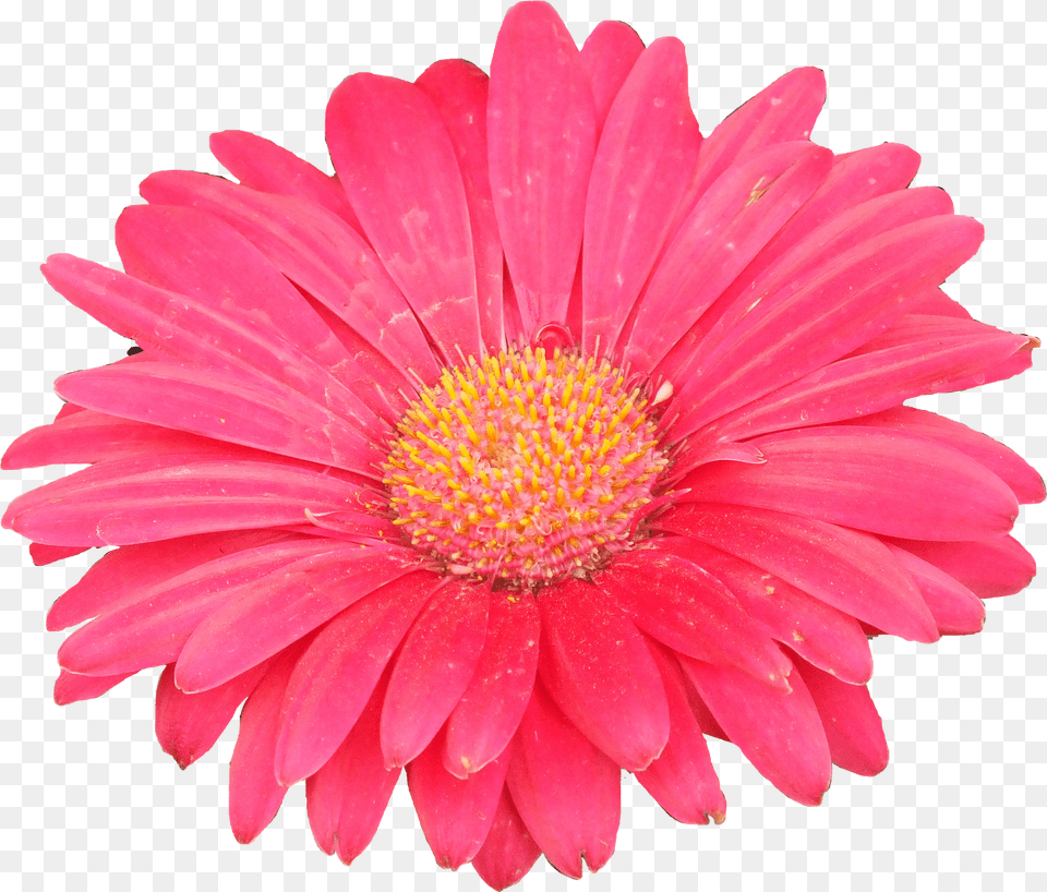 Clipart Of Aster Flower Png Image