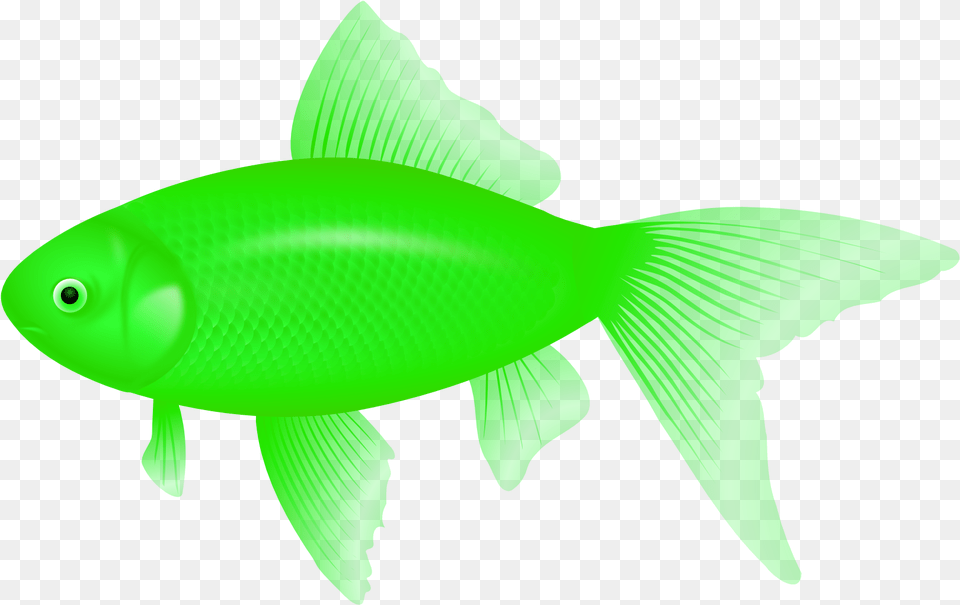Clipart Of Fish Ultra And Fish Of Feeder Fish, Animal, Sea Life, Shark Free Transparent Png