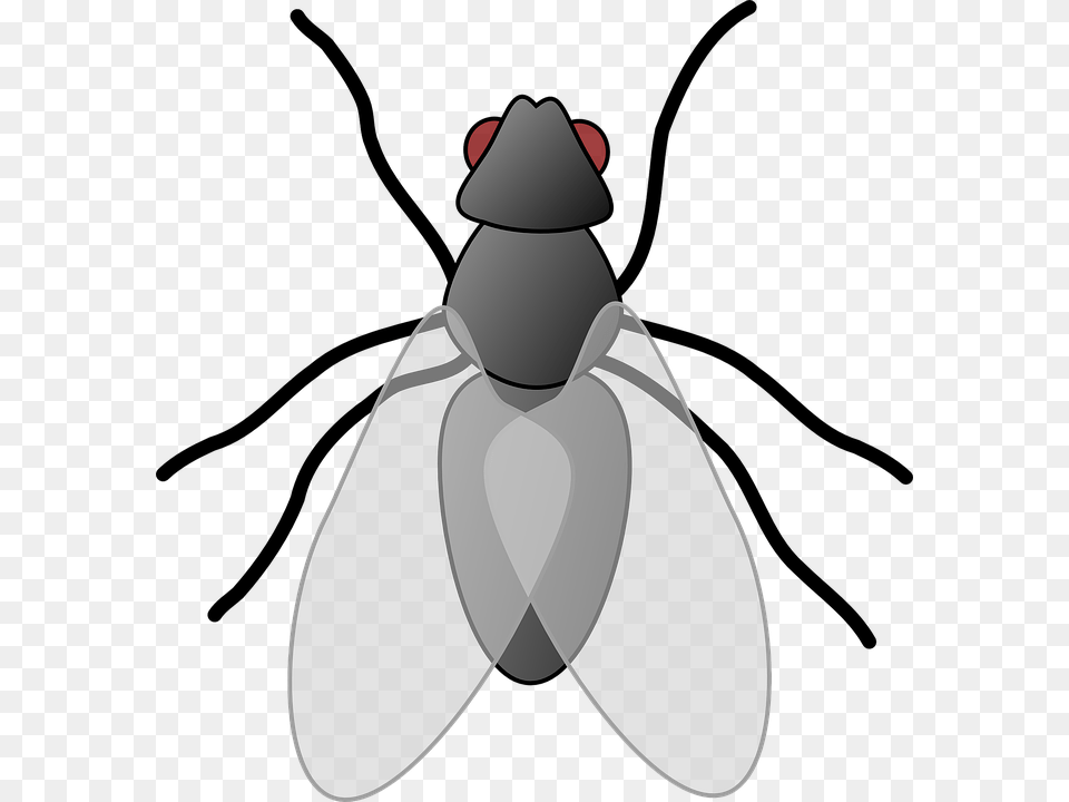 Clipart Of Fly, Animal, Insect, Invertebrate, Smoke Pipe Png Image