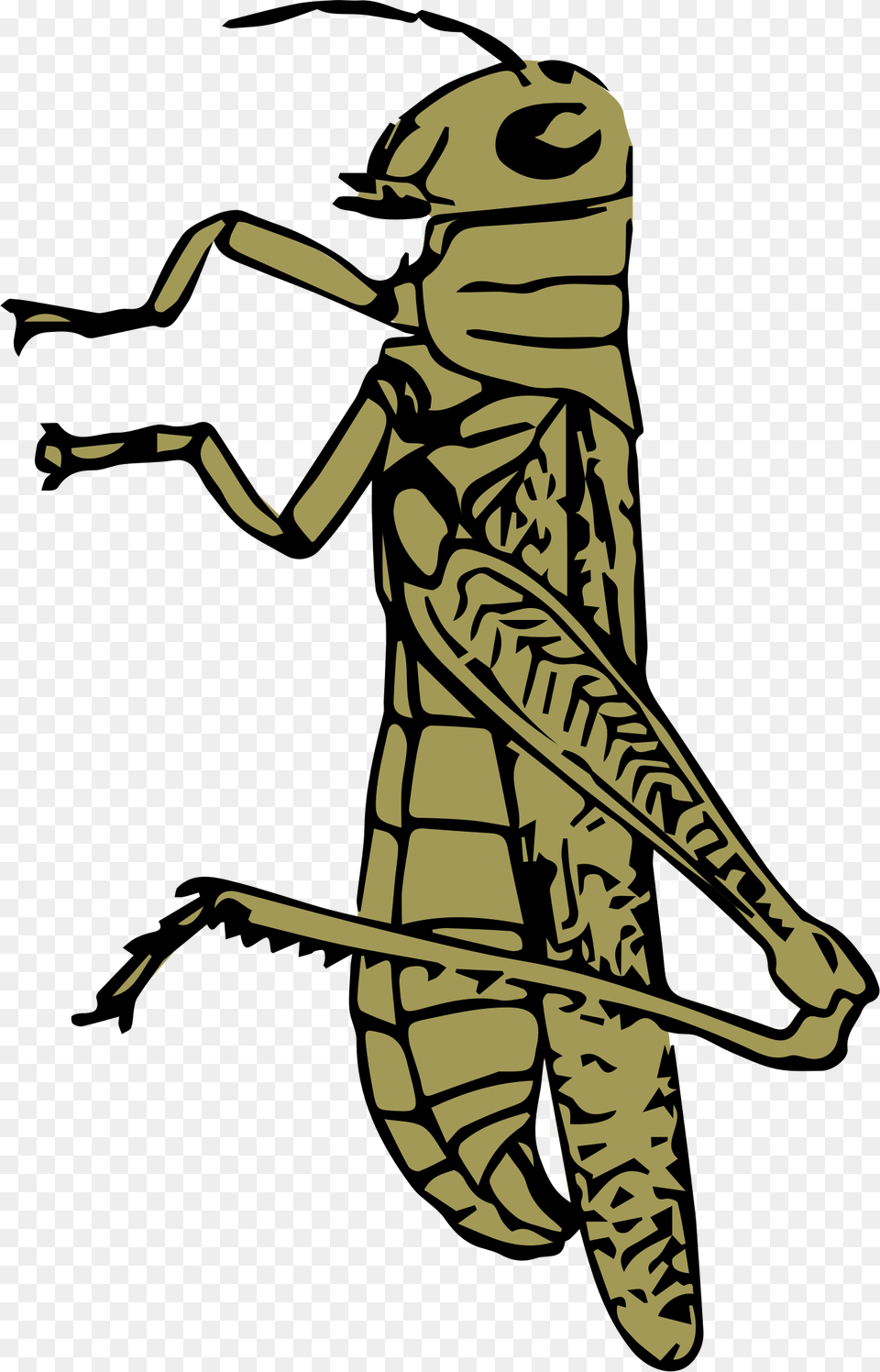 Clipart Of Grasshopper All About Clipart, Animal, Invertebrate, Insect, Adult Free Png Download