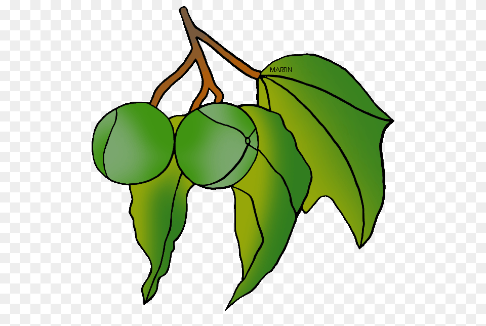 Clipart Of Hawaiis State Tree, Leaf, Plant, Produce, Food Png Image