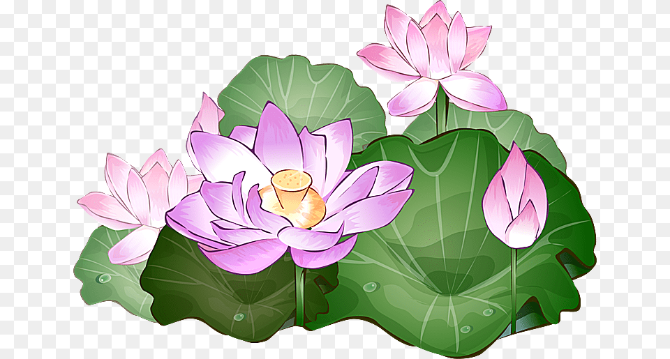 Clipart Of Lotus Collection, Flower, Plant, Lily, Pond Lily Png Image