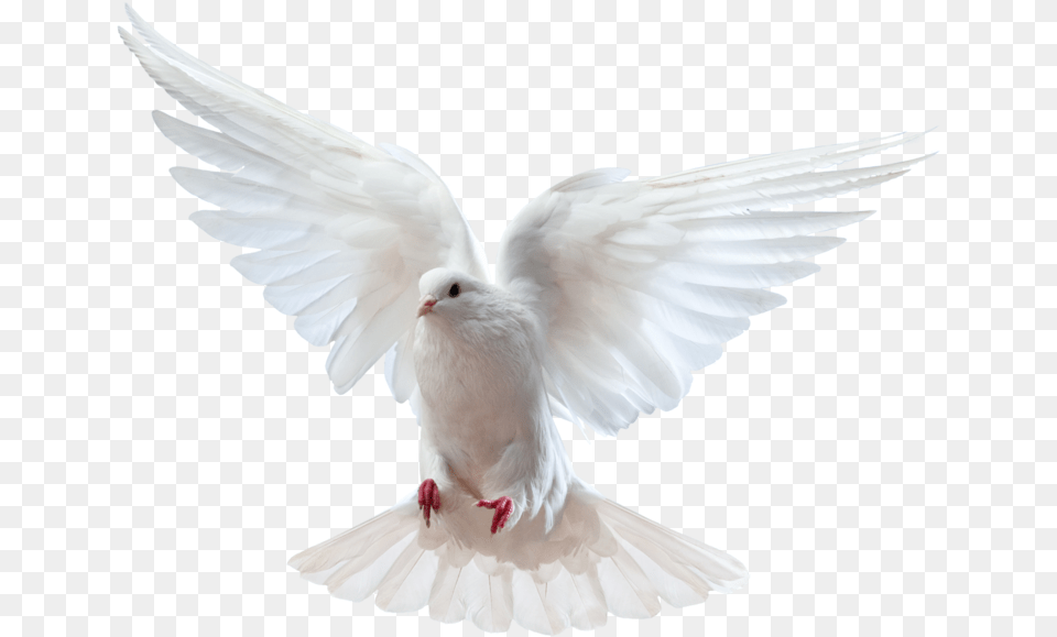Clipart Of Prayer Requests Happy Pentecost Day Wishes, Animal, Bird, Dove, Pigeon Free Transparent Png