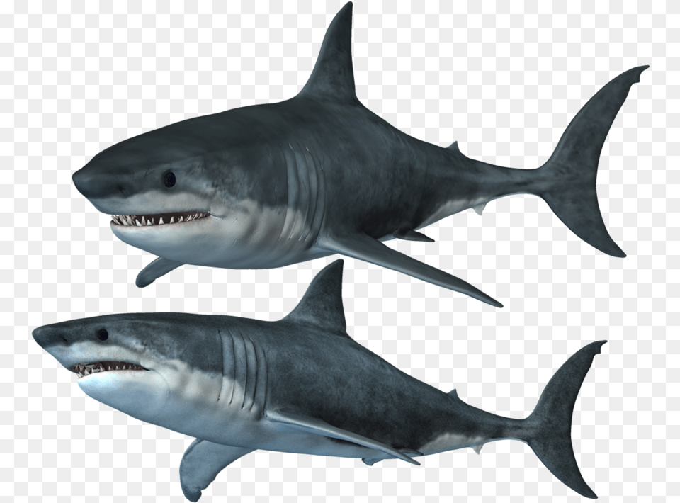 Clipart Of Shark Shark The And Shark Of Great White Shark, Animal, Fish, Sea Life Png Image