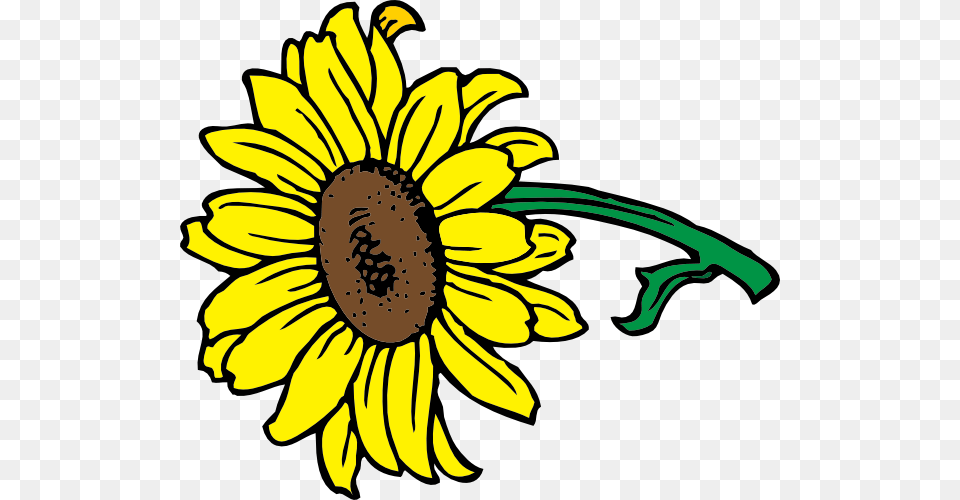 Clipart Of Sunflower, Flower, Plant, Daisy, Dynamite Free Png Download