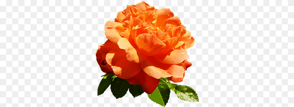 Clipart Of Valentine Day Roses Orange Roses Clipart, Flower, Plant, Rose, Geranium Free Png Download