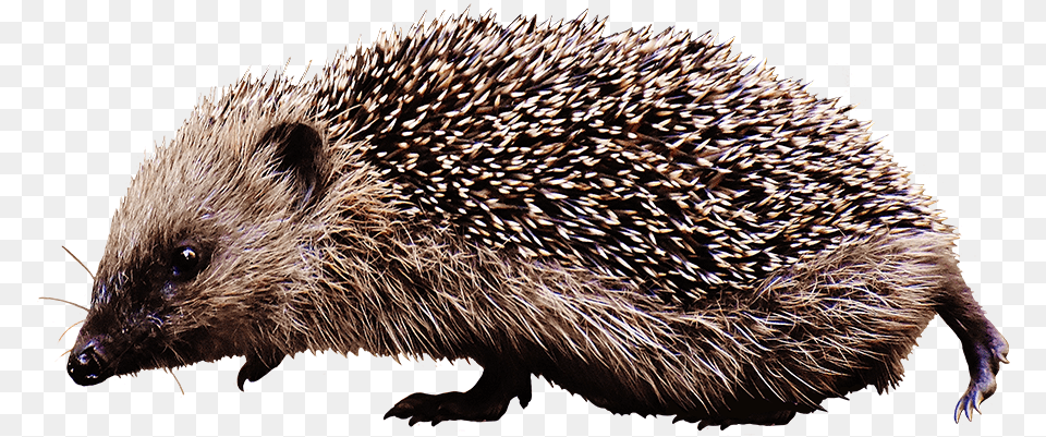 Clipart Of Walking Hedgehog Hedgehog Clipart, Animal, Mammal, Porcupine, Rodent Free Transparent Png