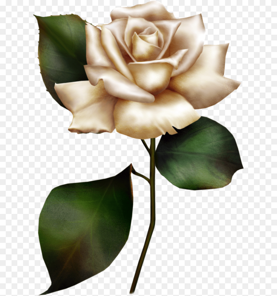 Clipart Of White Roses, Flower, Plant, Rose Png Image