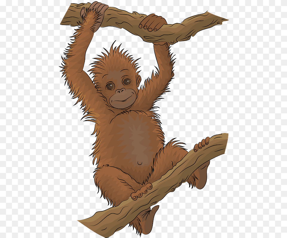 Clipart Orangutans Cartoon, Animal, Mammal, Wildlife, Baby Free Png