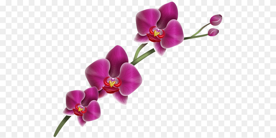 Clipart Orchid And, Flower, Plant, Petal Free Transparent Png