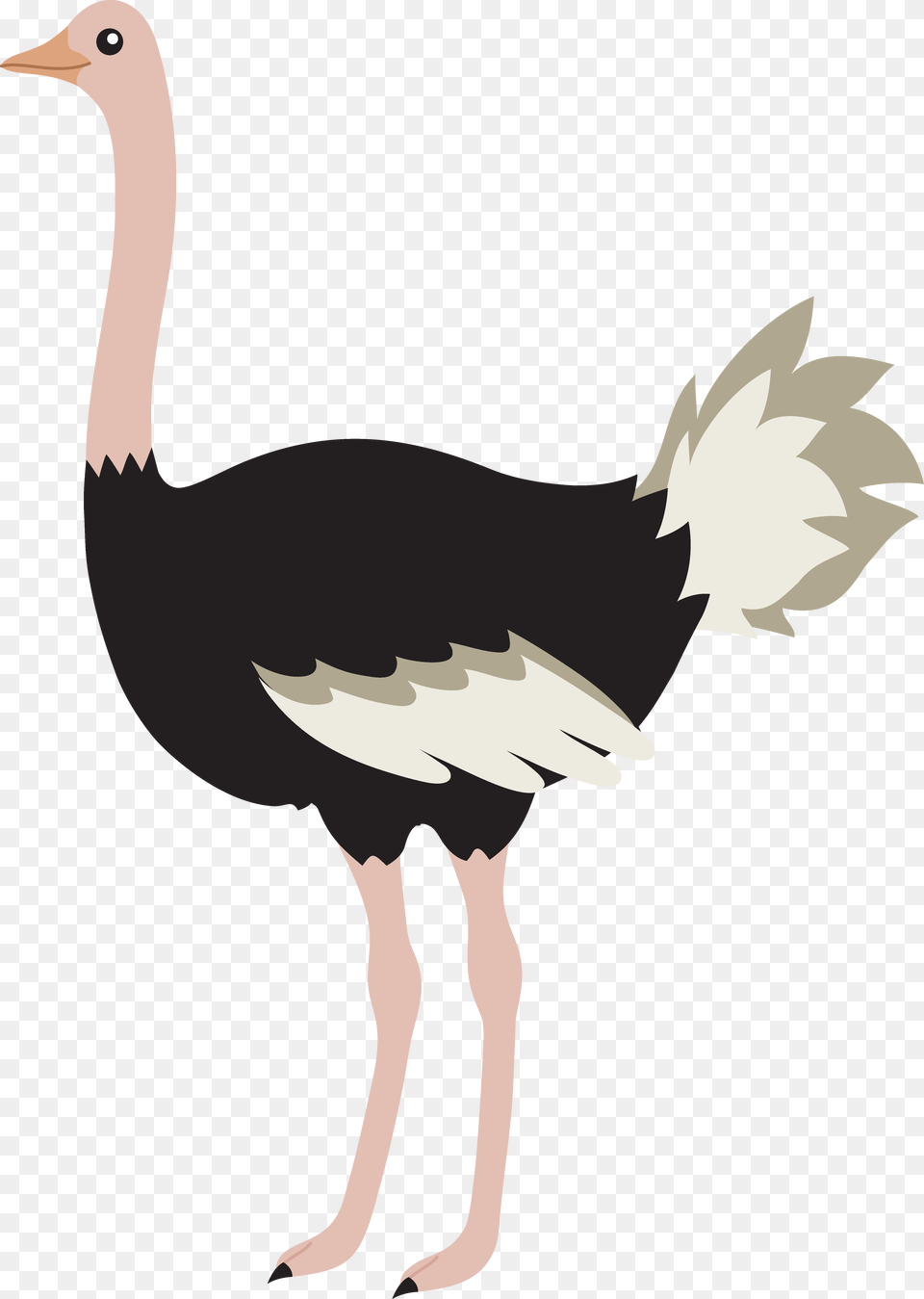 Clipart Ostrich, Animal, Bird, Kangaroo, Mammal Free Png Download