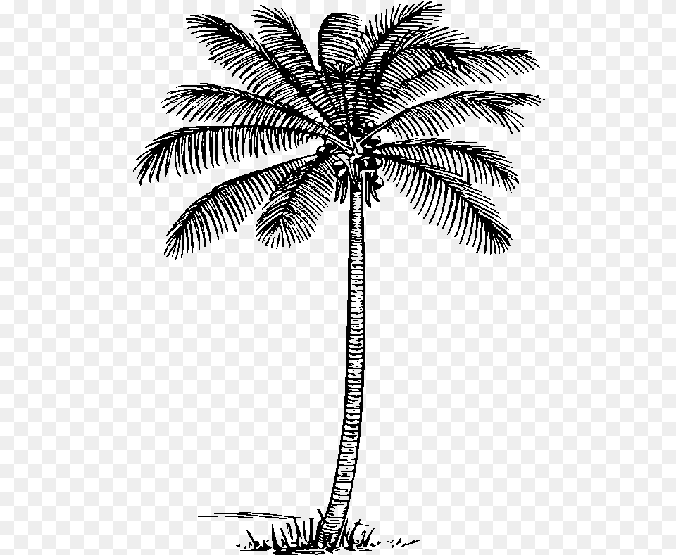 Clipart Palm Tree Black And White Image Tree Of Life, Gray Png