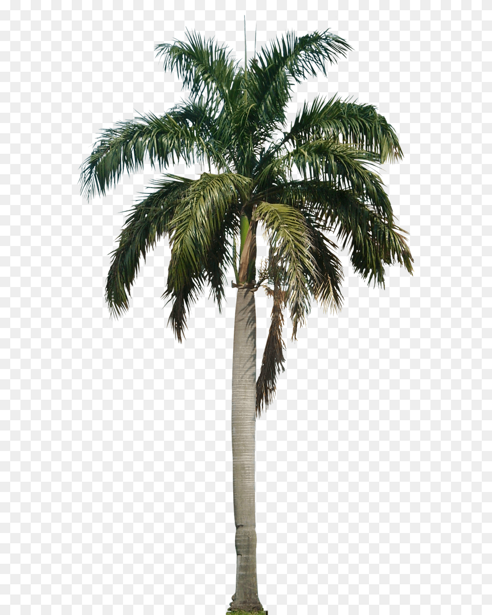 Clipart Palm Tree File Coconut Tree, Palm Tree, Plant Free Png
