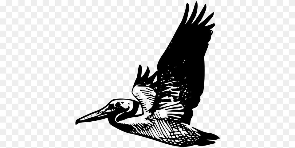Clipart Pelican Flying, Gray Free Transparent Png