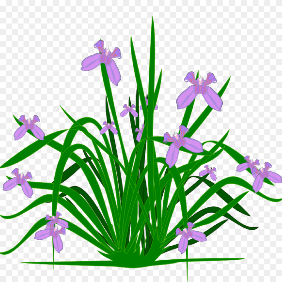 Clipart Plants Clipart Download, Flower, Iris, Plant, Purple Free Png