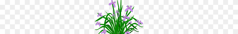 Clipart Plants Collection Of Blighted Clipart Plant, Flower, Iris, Purple Free Transparent Png