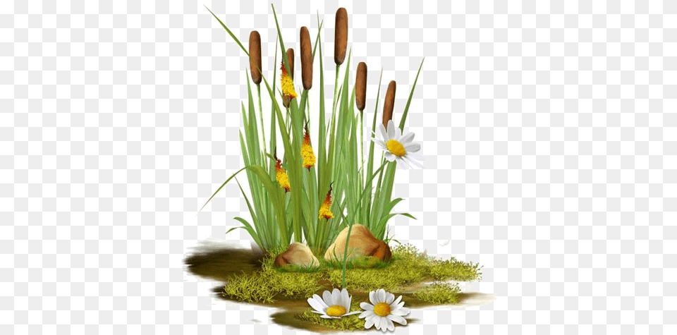 Clipart Pond Reeds Transparent, Plant, Daisy, Flower, Flower Arrangement Free Png Download