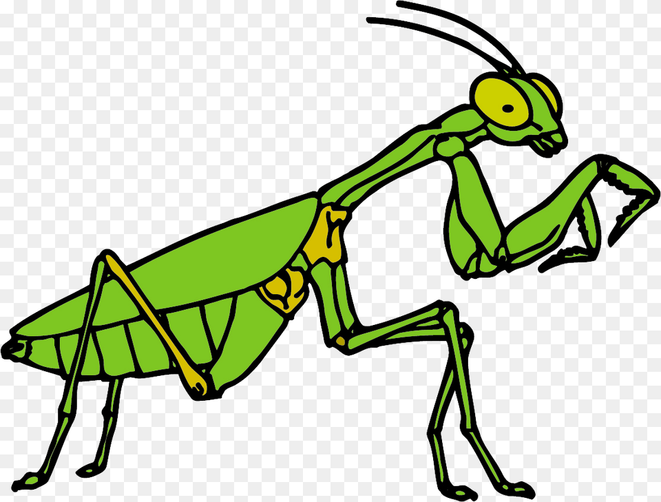 Clipart Praying Mantis, Animal, Insect, Invertebrate Png Image
