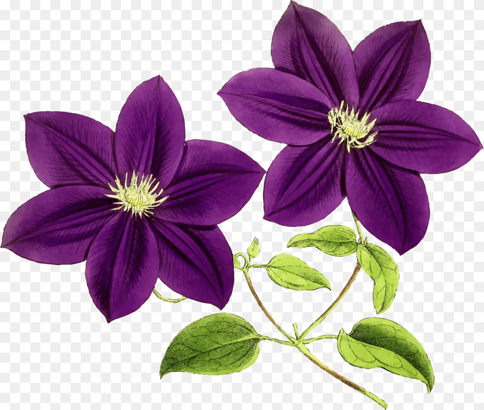 Clipart Purple Flower Clipart, Geranium, Plant, Acanthaceae Png