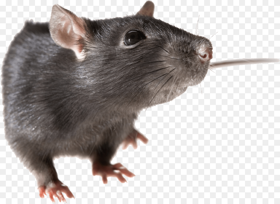 Clipart Rat Background Rat Animal, Mammal, Rodent Free Transparent Png