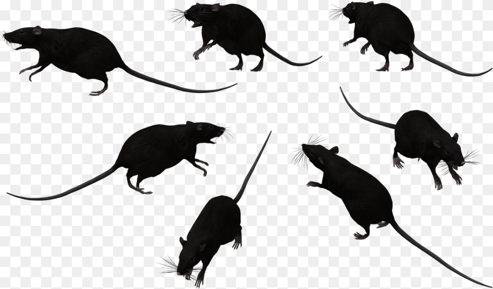 Clipart Rats Rats Clipart Black And White, Animal, Mammal, Rat, Rodent Png