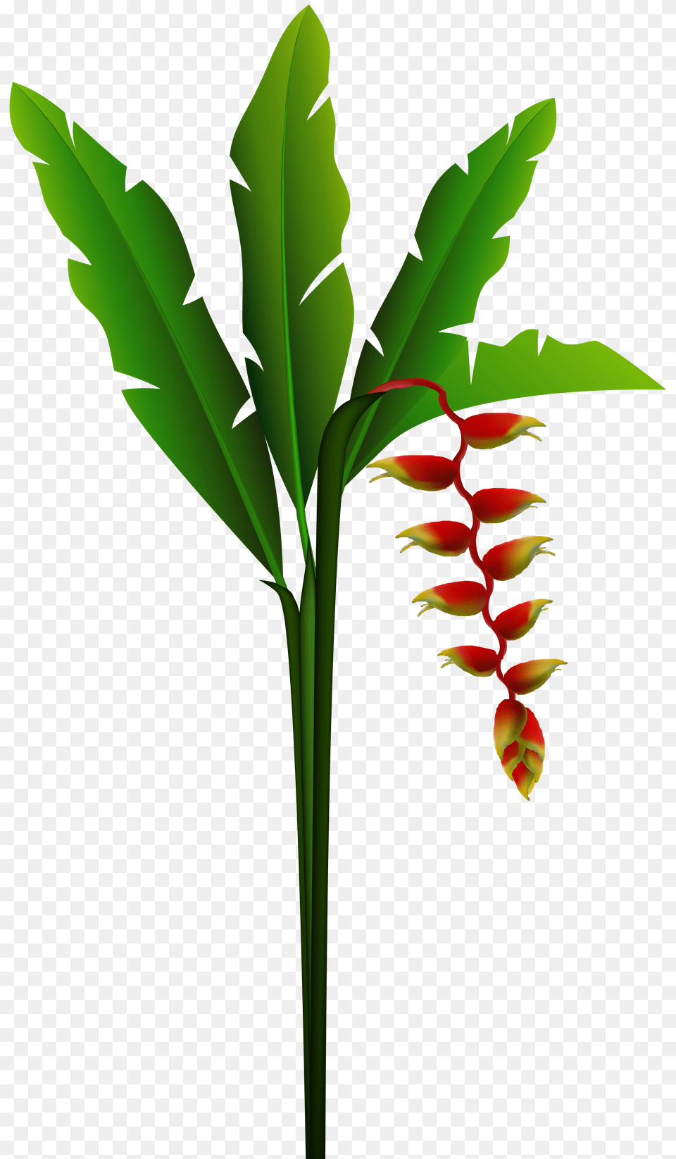 Clipart Red Tropical Flower Pictures, Plant, Green, Bud, Sprout Png